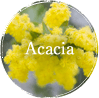 Acacia